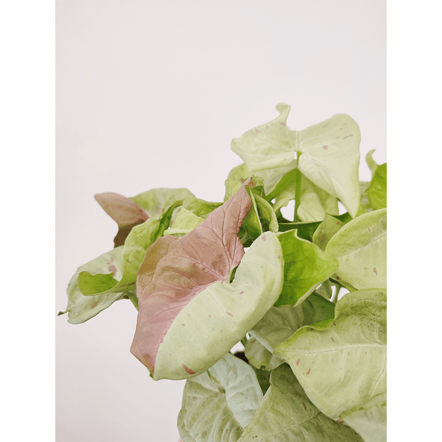 Syngonium podophyllum "Milk Confetti"