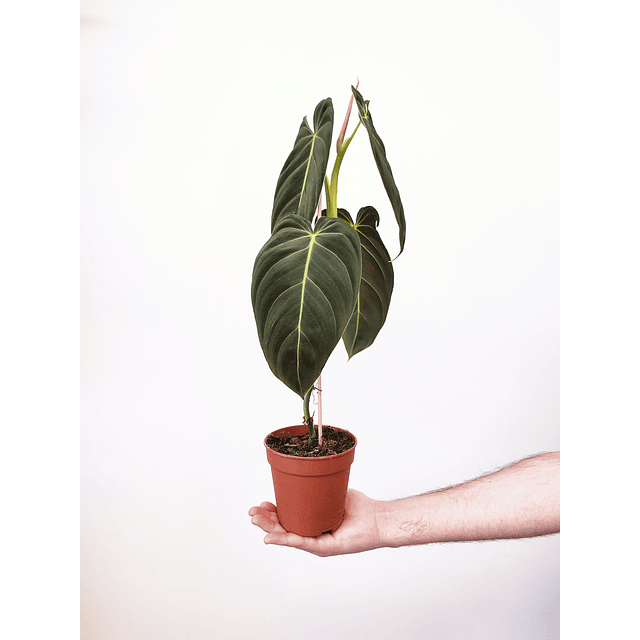 Philodendron melanochrysum