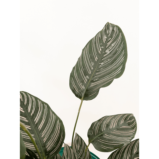 Calathea ornata "Sanderiana" (L) 