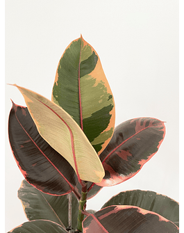 Ficus elastica "Belize" (L)
