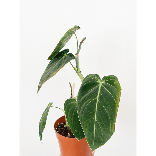 Philodendron melanochrysum 2nd chance