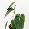 Philodendron melanochrysum 2nd chance