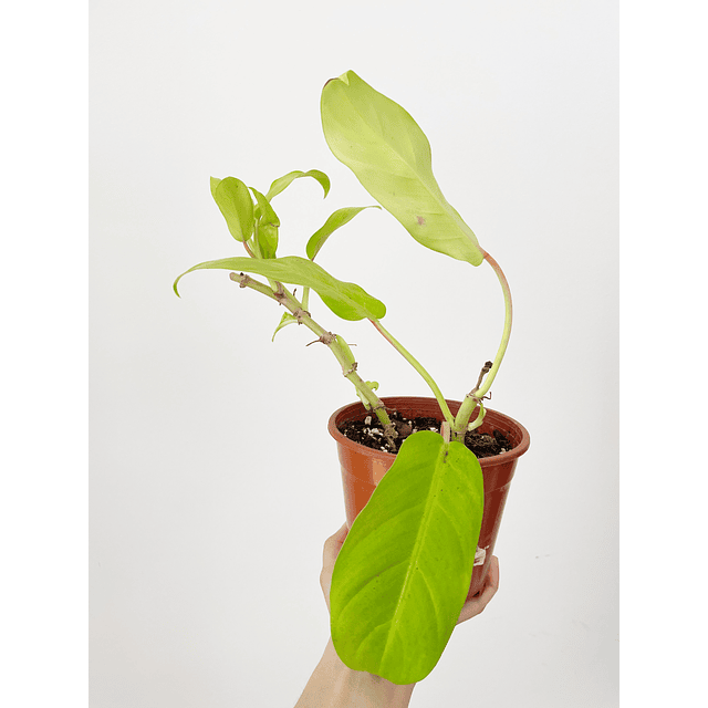 Philodendron erubescens "Malay Gold" 2nd chance