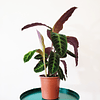 Calathea warscewiczii