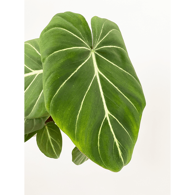 Philodendron gloriosum