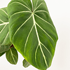 Philodendron gloriosum