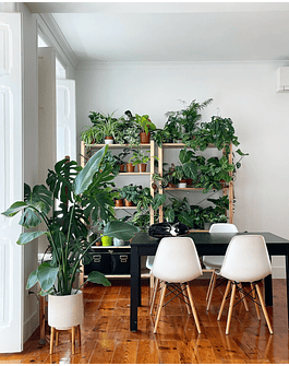 Consultoria - decoração com plantas
