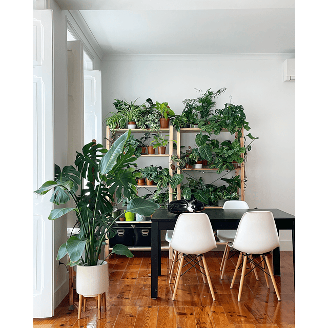 Consultoria - decoração com plantas