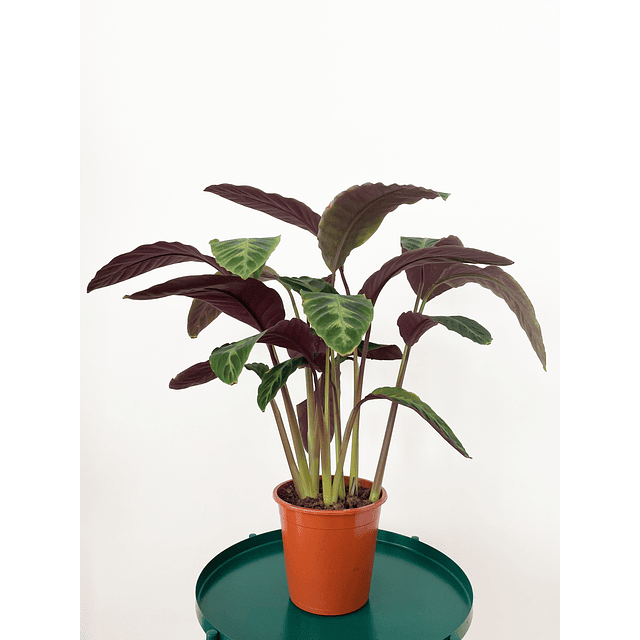 Calathea warscewiczii 2nd chance