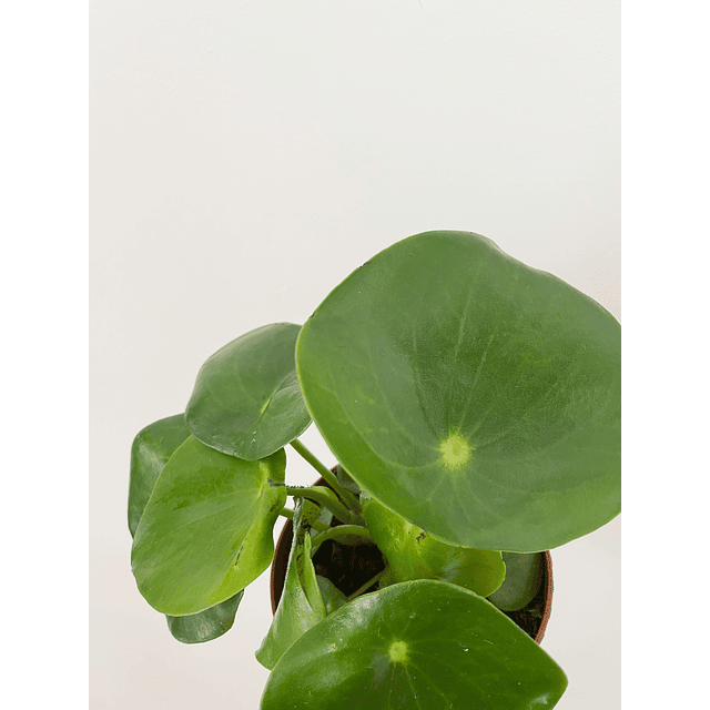 Peperomia polybotrya "Raindrop"