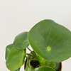 Peperomia polybotrya "Raindrop"