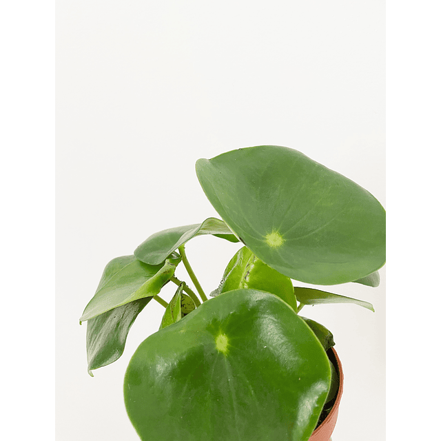 Peperomia polybotrya "Raindrop"