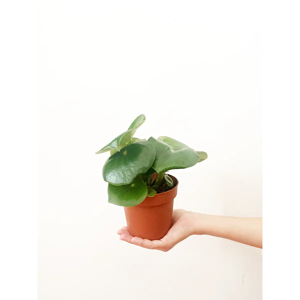 Peperomia Polybotrya Raindrop Zierpfeffer - Schne Dekorative Zimmerpflanze  Ca. 16cm Hoch Im 12er Topf