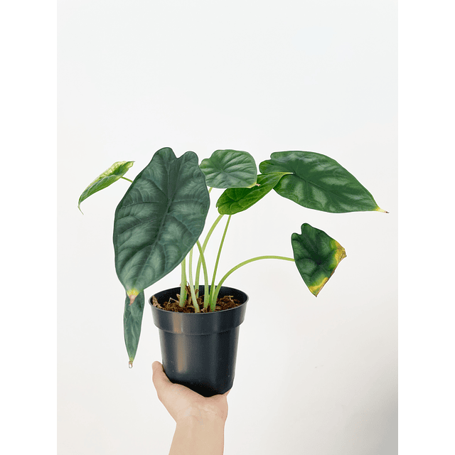 Alocasia baginda "Dragon Scale" 2nd Chance