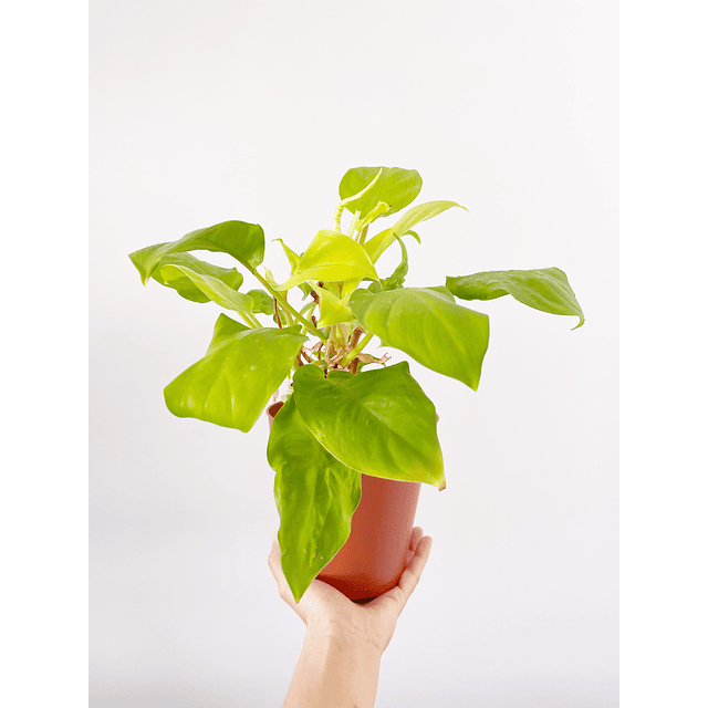 Philodendron erubescens "Malay Gold" 2nd chance