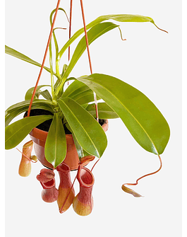 Nepenthes alata