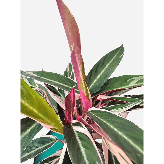 Calathea triostar