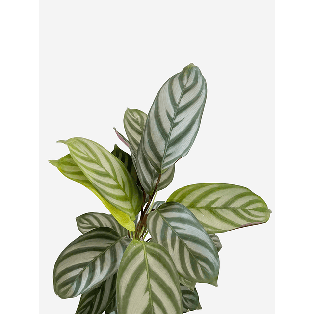 Calathea setosa