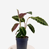 Calathea warscewiczii