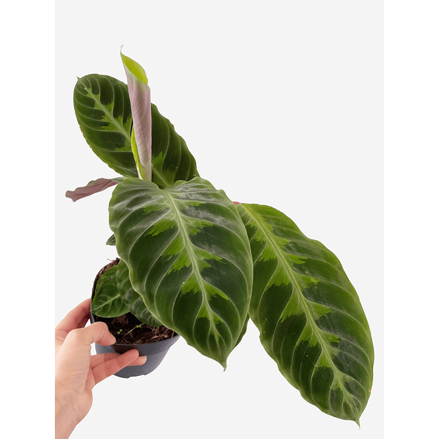 Calathea warscewiczii