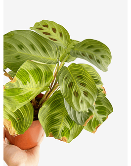 Maranta leuconeura "Light Veins" 2nd chance