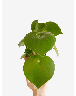 Peperomia polybotrya "Raindrop" 2nd chance