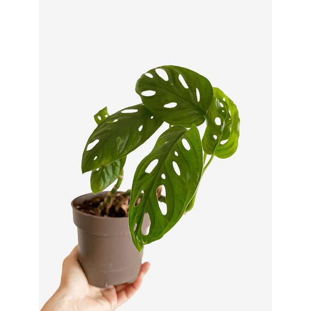 Monstera adansonii 2nd chance