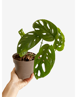Monstera adansonii 2nd chance