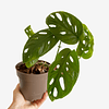 Monstera adansonii 2nd chance