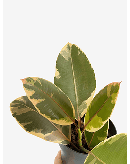Ficus elastica "Tineke" 2nd chance