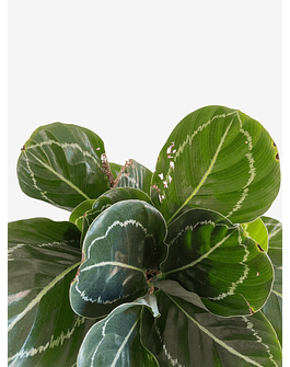 Calathea roseopicta "Green Goddess” 2nd chance