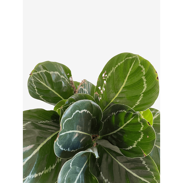 Calathea roseopicta "Green Goddess” 2nd chance