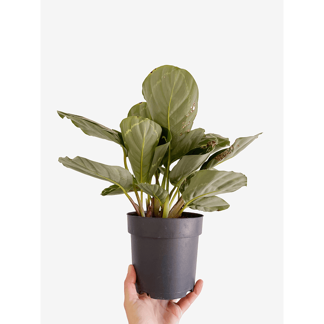 Calathea roseopicta "Green Goddess” 2nd chance