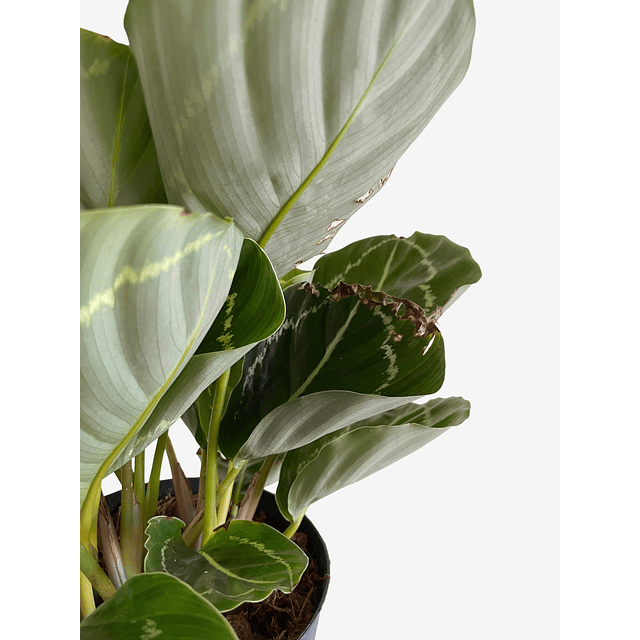 Calathea roseopicta "Green Goddess” 2nd chance