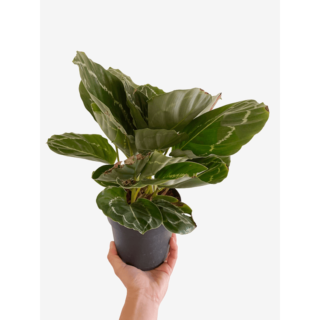 Calathea roseopicta "Green Goddess” 2nd chance