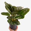 Calathea roseopicta "Green Goddess” 2nd chance