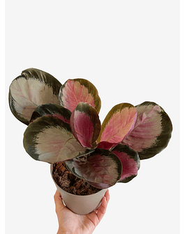 Calathea roseopicta "Rosy"  2nd chance