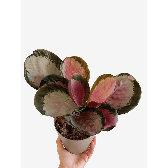 Calathea roseopicta "Rosy"  2nd chance
