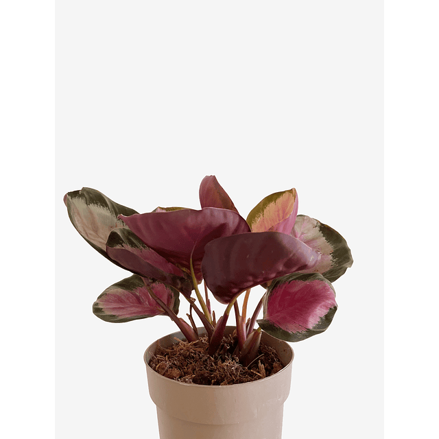 Calathea roseopicta "Rosy"  2nd chance