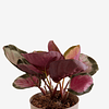 Calathea roseopicta "Rosy"  2nd chance