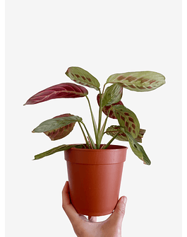 Maranta leuconeura "Fascinator Tricolor" 2nd chance