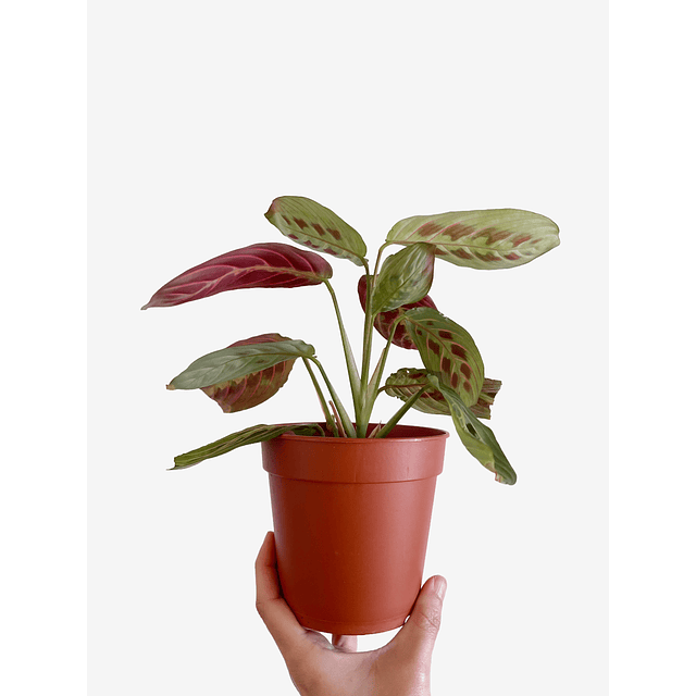 Maranta leuconeura "Fascinator Tricolor" 2nd chance