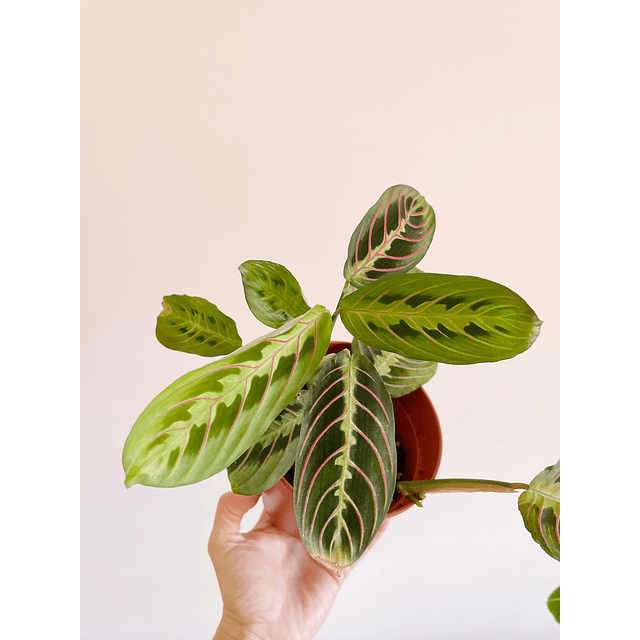 Maranta leuconeura "Fascinator Tricolor" 2nd chance