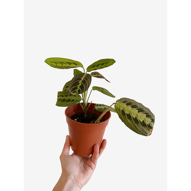 Maranta leuconeura "Fascinator Tricolor" 2nd chance