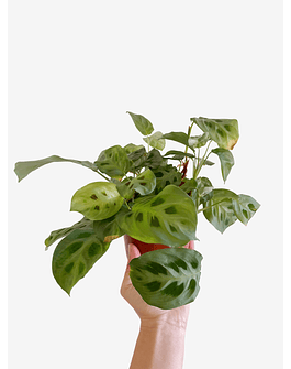 Maranta leuconeura "Kerchoveana" 2nd chance