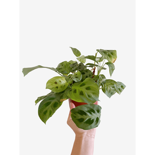 Maranta leuconeura "Kerchoveana" 2nd chance