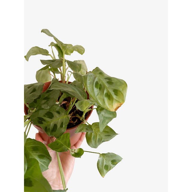 Maranta leuconeura "Kerchoveana" 2nd chance