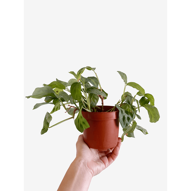 Maranta leuconeura "Kerchoveana" 2nd chance