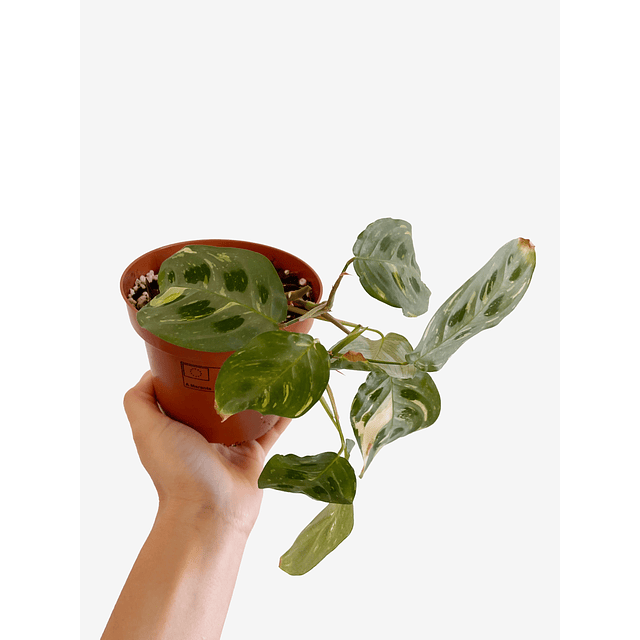 Maranta leuconeura "Kerchoveana Variegata" 2nd chance