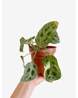 Maranta leuconeura "Kerchoveana Variegata" 2nd chance